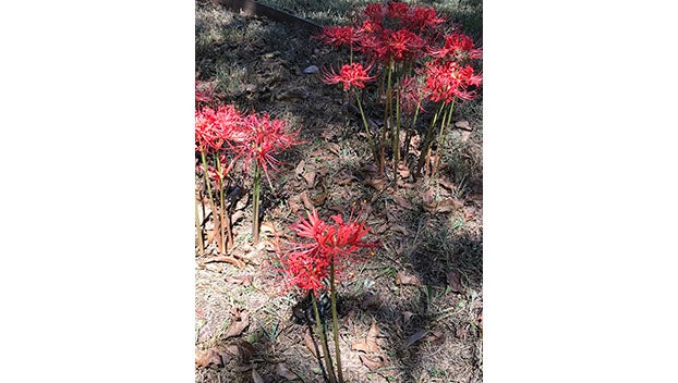 red spider lilly