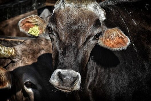 cattle prices